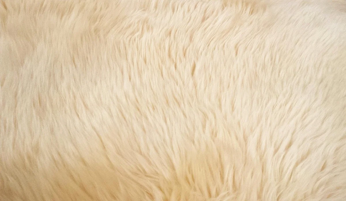 Pătură Sherpa GLORY — 5626-06 bej (foto: pixabay / DWilliam, Pixabay Content License (free to use))